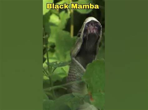 why are black mambas called.